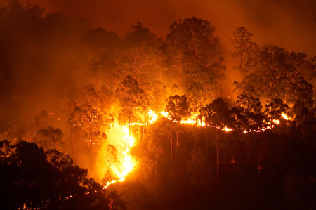 Trees engulfed in flames and smoke in a bushfire.